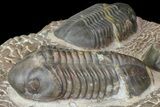 Plate With Five, Five Large Struveaspis Trilobites - Jorf, Morocco #174195-9